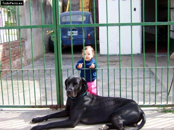 Foto del perro Raciel