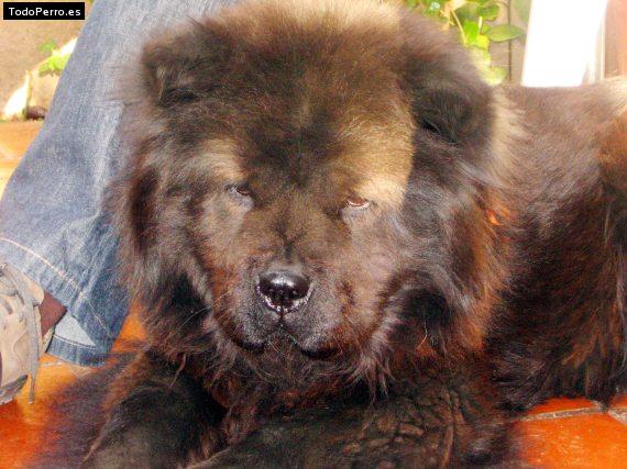 La foto del perro Lhasa Foto del perro Lhasa