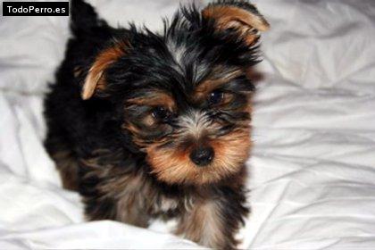 La foto del perro Romeo Foto del perro Romeo