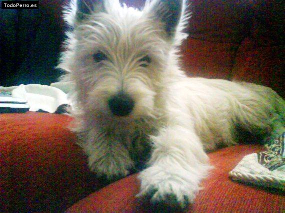 Foto del perro Estrella