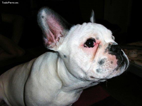 La foto del perro Drako Foto del perro Drako