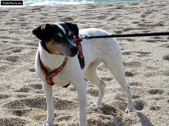 Foto del perro Nora
