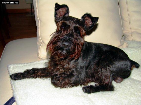 La foto del perro Loto Foto del perro Loto