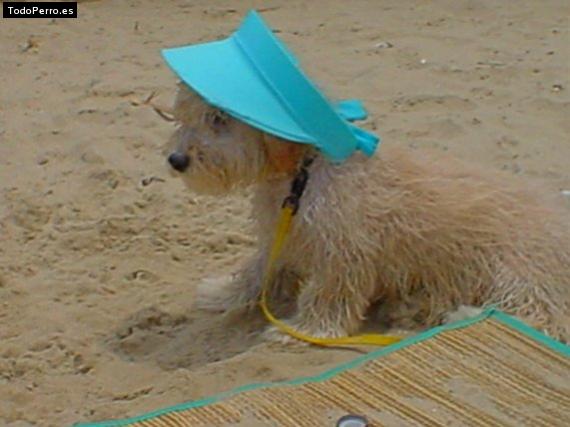 Foto del perro Champagne