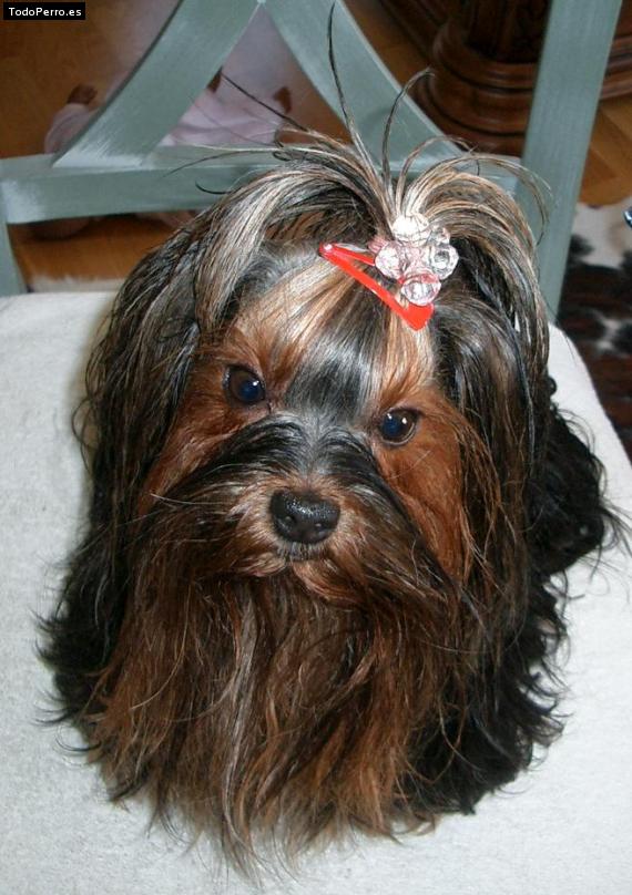 La foto del perro Kara Foto del perro Kara