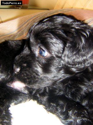 Foto del perro Jeiko