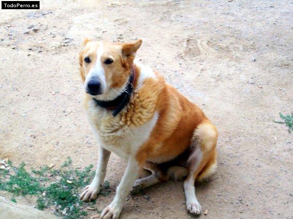 Foto del perro Nala