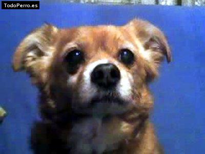 La foto del perro Golfo Foto del perro Golfo