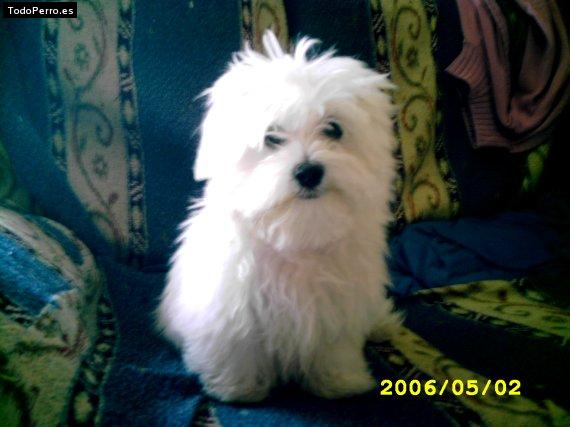 Foto del perro Skipy