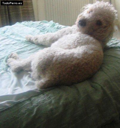 La foto del perro Goyo Foto del perro Goyo