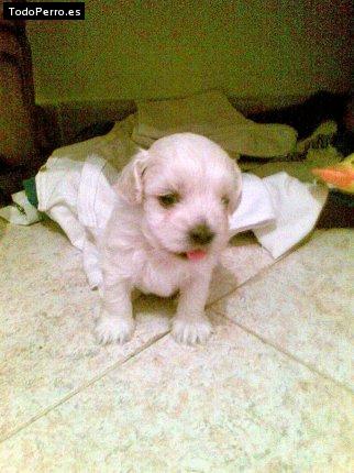Foto del perro Titi