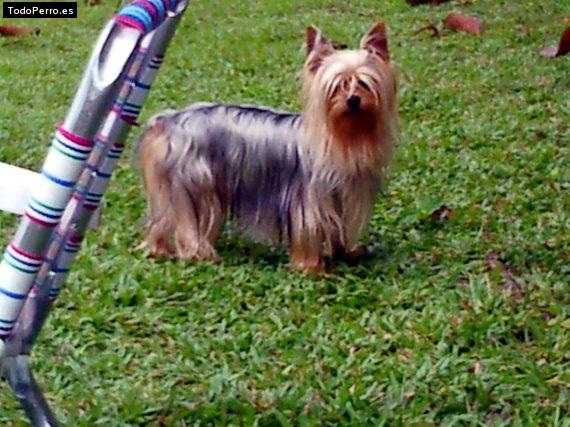 La foto del perro Lulu Foto del perro Lulu