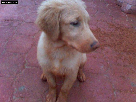 La foto del perro Rocko Foto del perro Rocko