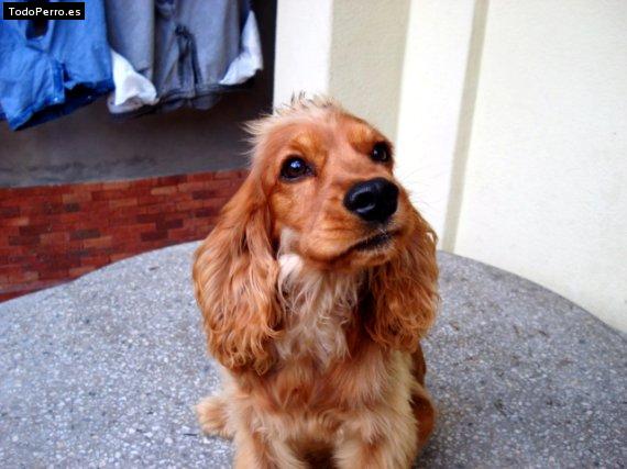 Foto del perro Tierna