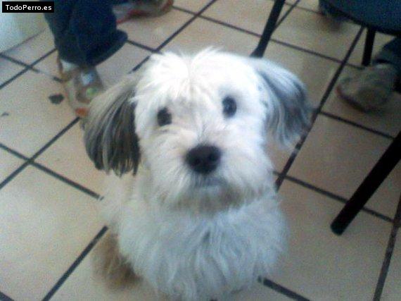 Foto del perro Nelson