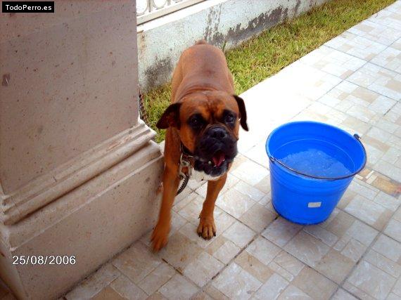 La foto del perro Capy Foto del perro Capy