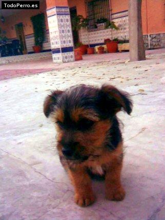 Foto del perro Tobi