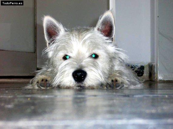 Foto del perro Cody