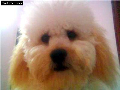 Foto del perro Tom
