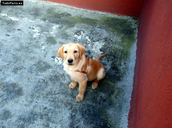 La foto del perro Popy Foto del perro Popy