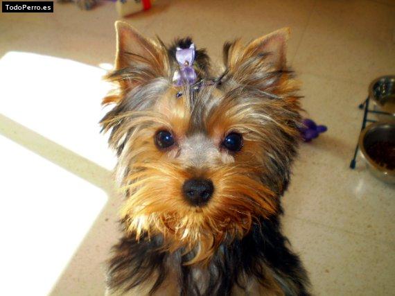 Foto del perro Bimba