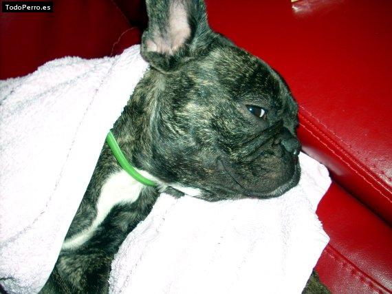 La foto del perro Peggy Foto del perro Peggy