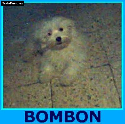 Foto del perro Bombon