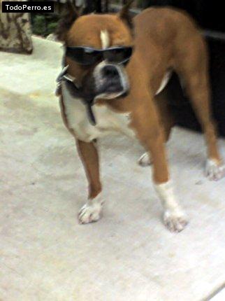 Foto del perro Rocky