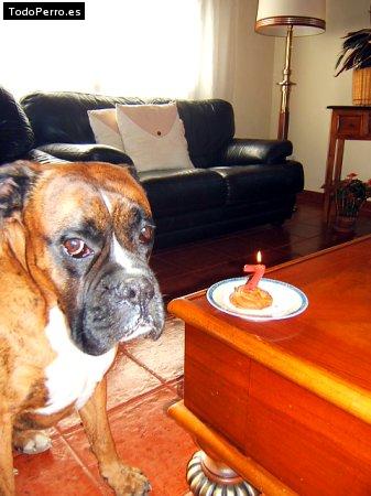 La foto del perro Elliot Foto del perro Elliot