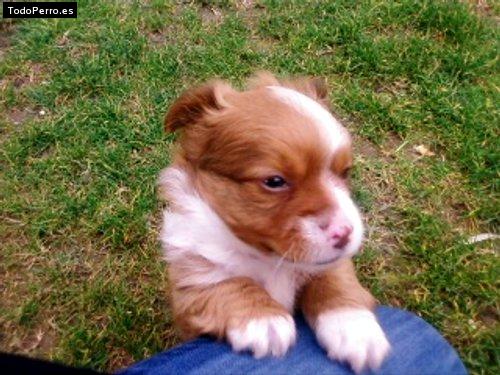 Foto del perro Troy