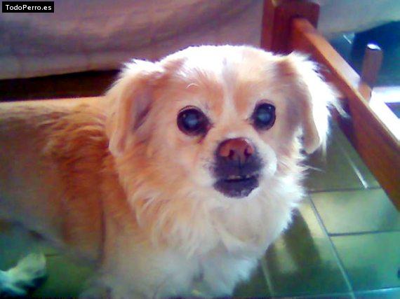 Foto del perro Tara