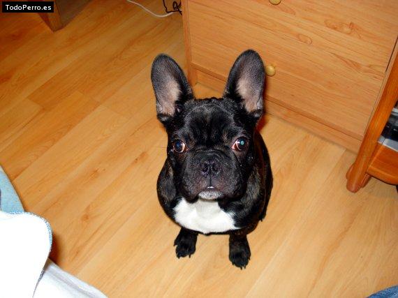 La foto del perro Hards Foto del perro Hards