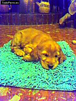 La foto del perro Gina Foto del perro Gina