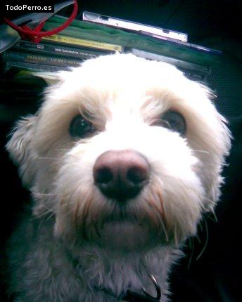 Foto del perro Benji