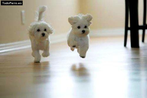 La foto del perro Cokie y bruno Foto del perro Cokie y bruno