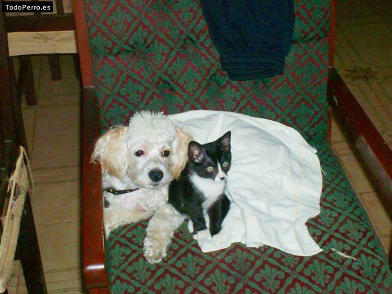 La foto del perro