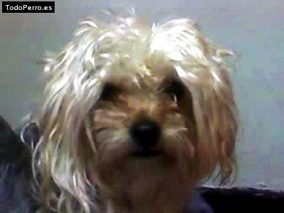 La foto del perro Pillin Foto del perro Pillin