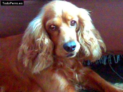 Foto del perro Coby