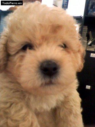 Foto del perro Teddy