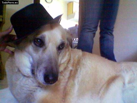 Foto del perro Huella