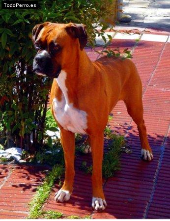 La foto del perro Honey Foto del perro Honey