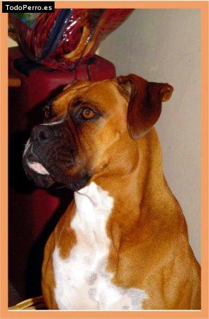 La foto del perro Miel Foto del perro Miel