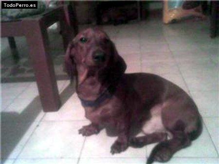 Foto del perro Rony