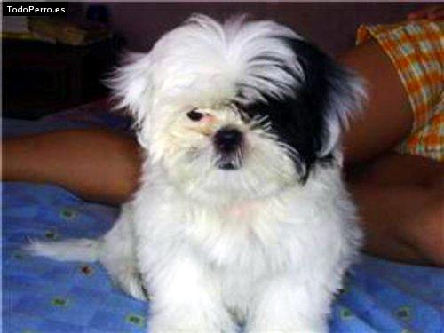 Foto del perro Taffy