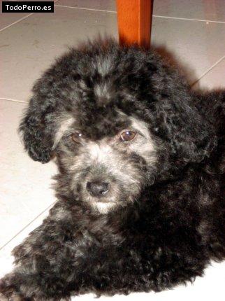 La foto del perro Candy Foto del perro Candy