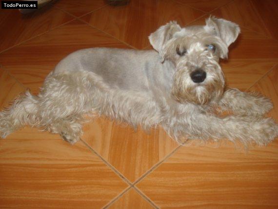 La foto del perro Mosha Foto del perro Mosha