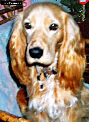 La foto del perro Coky Foto del perro Coky