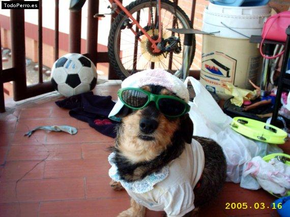 Foto del perro Cuco