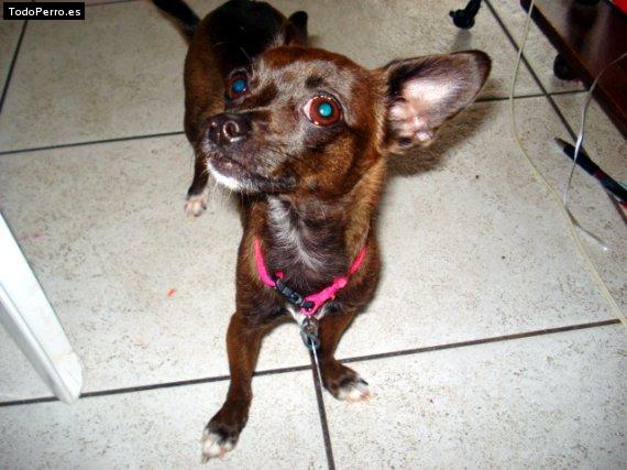 La foto del perro Chispi Foto del perro Chispi