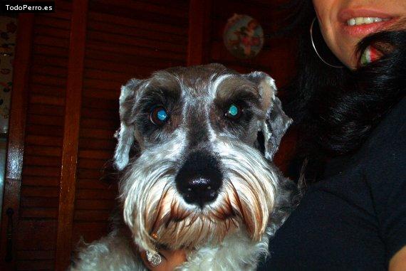 La foto del perro Ringo Foto del perro Ringo